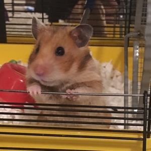 Meet your Posher, Carly